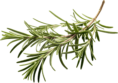 food-image-rosemary-opt food-image-rosemary-opt